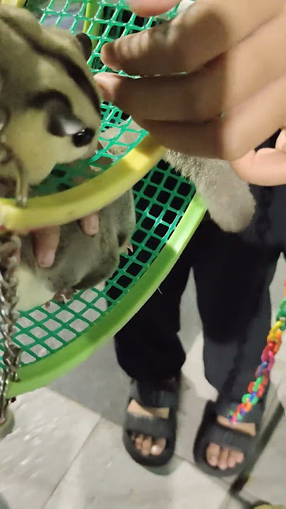 Hewan Ini Lucu Banget #video #shortvideo #viral #animals #hewan #animal #sugarglider #cat #dog #fyp