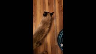 Molly - Sealpoint Siamese - SPCR