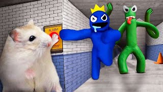 Hamsterious Vs Rainbow Friends Blue And Green || Funny Hamster Maze Run