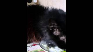 Кошечка ест салат из капусты Кошечка ест салат из капусты