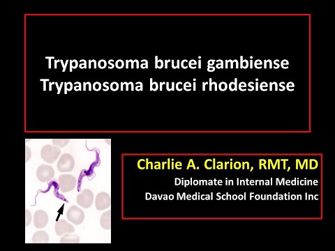 Video: Trypanosoma Brucei Rhodesiense Infekcija Iš Kinijos Keliautojo, Grįžtančio Iš Serengečio Nacionalinio Parko Tanzanijoje