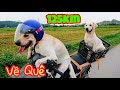 Củ Cải Kim Chi và hành trình 125km về thăm quê, thăm ông bà | My dogs come back home after 4 months