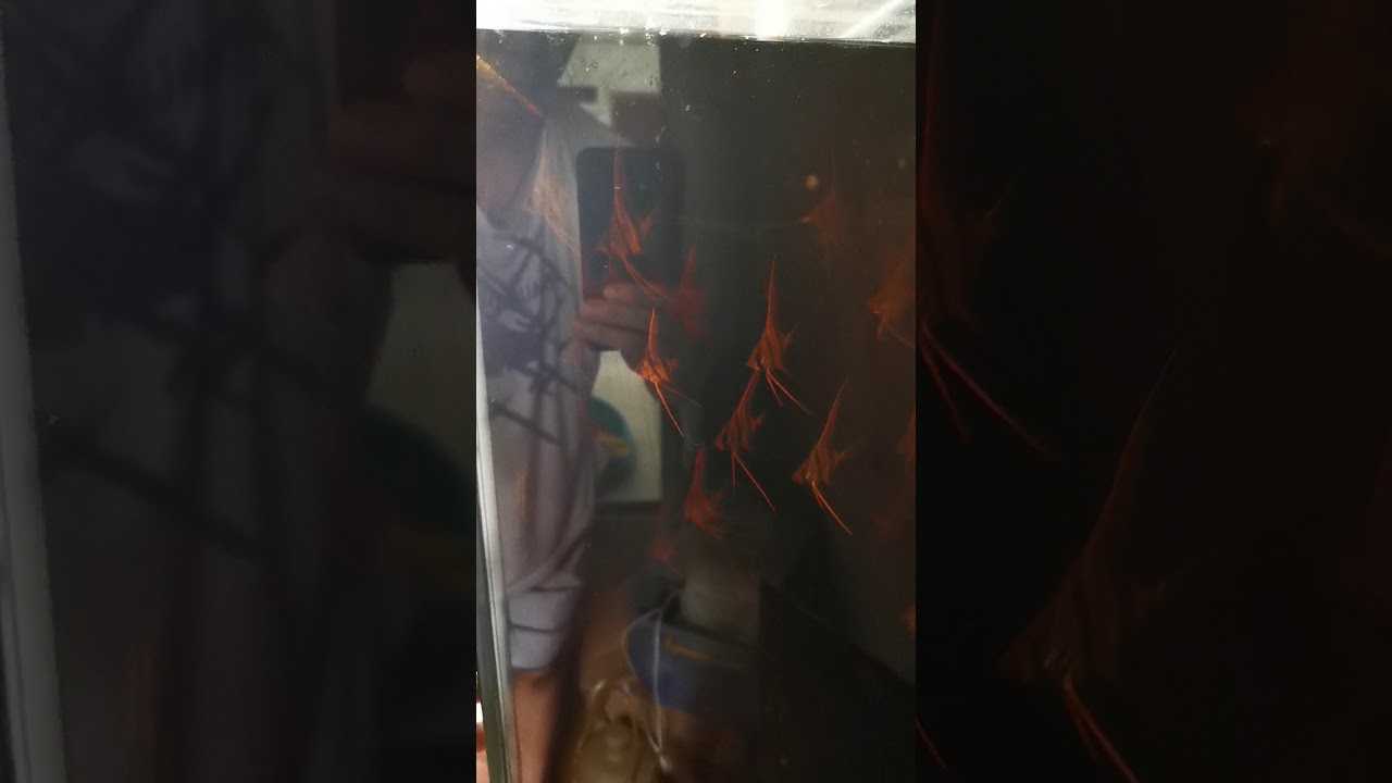 camera iphone 8 plus apk Wild caught Altum angelfish Day 10