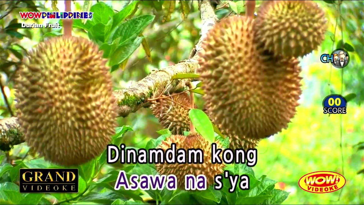 Ale•The Bloomfields•Karaoke