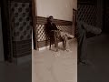 short#viral#sahil #subscribe #vlogs #ss