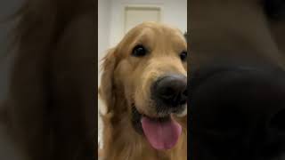 Ac Sa Softskin, Sevardog8832