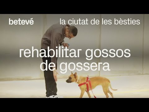 Vídeo: Aquests Gossos Famosos Viuen En Cases De Gossos De Luxe