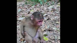 Oops pitiful adorable monkey nearly fssl down from the top like that, Balluo seem so scare