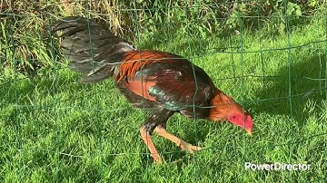 Projet 12-05(1)_Full HD 1080p.mp4