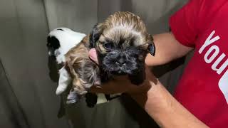 Cachorros Shih Tzu 20 Días de Edad | TODO LO QUE DEBES SABER