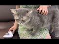 私の猫は私にブラッシングされたり撫でられるのが大好きです