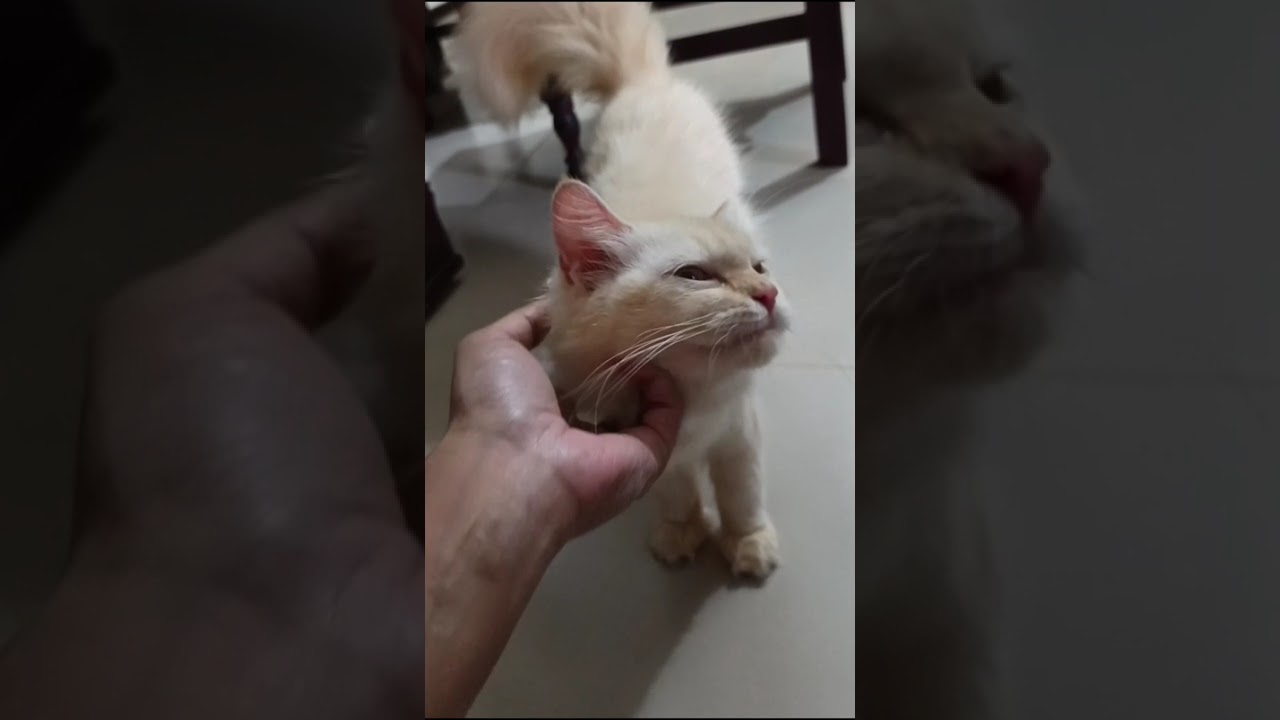 শ্বশুরবাড়ি থেকে মাইয়া যখন বাপের বাড়ি আসে🫣