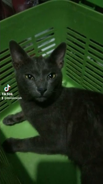 jnis Russian Blue jual aja A20