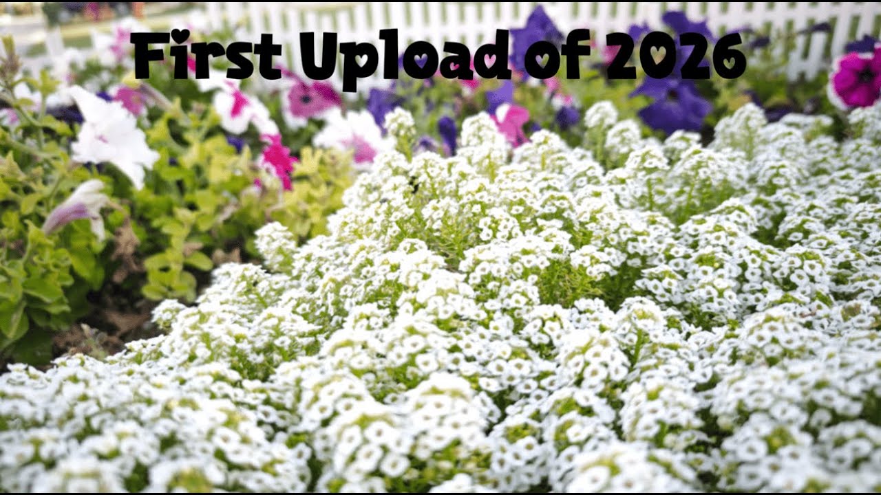 Ep 21-- Flowers in My Home Yard During Winter in Saudi Arabia