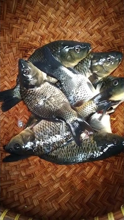 Ikan Mas Mau Di Buat Pindang.