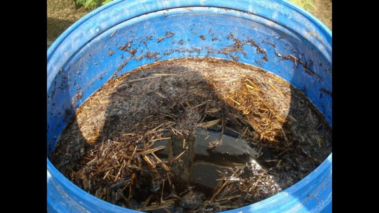 Раствор коровяка для подкормки. Навозная жижа. Настой куриного помета. Коровяк коровий. Жидкие удобрения из навоза.