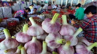 Japan Garlic Farm and Harvest  Amazing Japan Garlic Agriculture Technology Farm