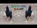 Parrot Beak Long Tail Hens | 9390478893 | Video 1135 | Rythu Market 1