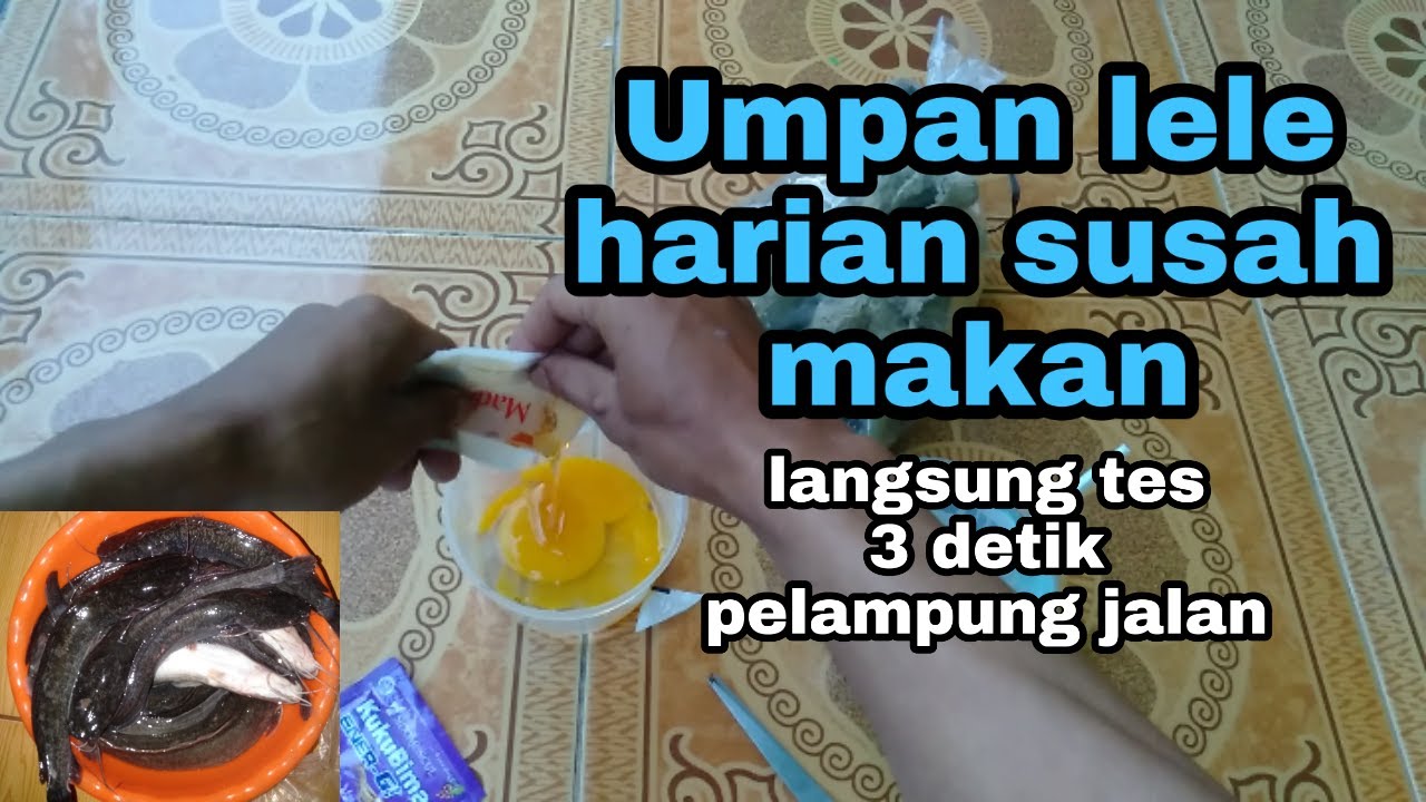 Racikan umpan jitu ikan lele harian yang susah makan media jangkrik