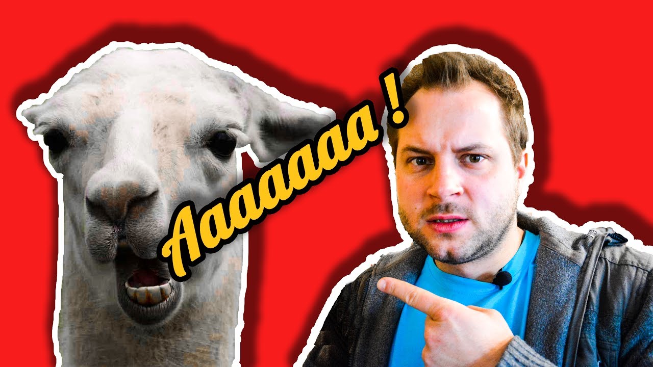 CIEKAWOSTKI O HODOWLI ALPAKI W DOMU