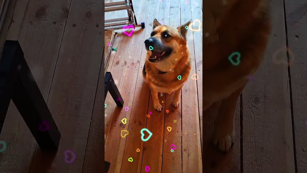 The dog is watching the grounding device (Собака наблюдает за устройством заземления в доме А-фрейм)