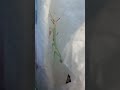 praying mantis life, time to shed