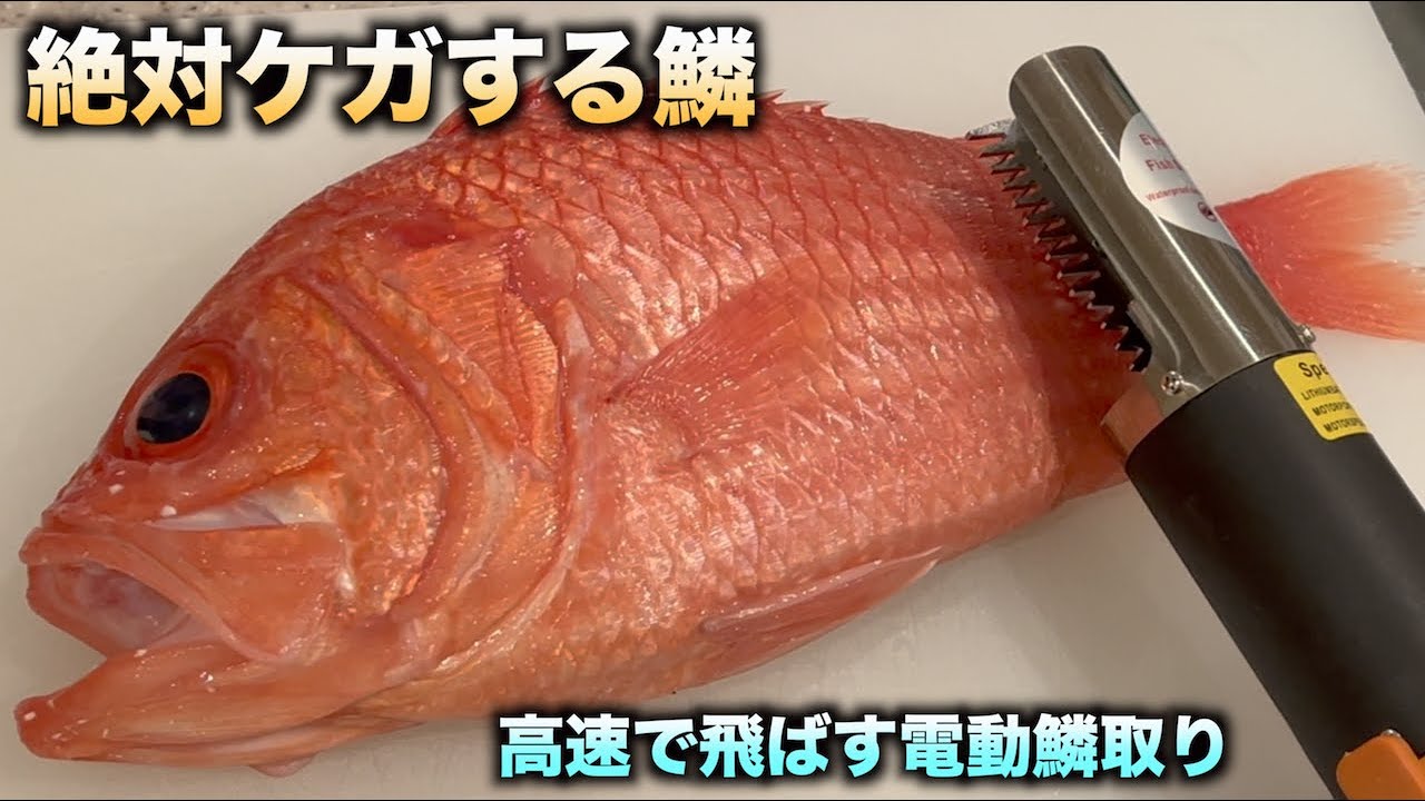 絶対にケガする凶器の鱗を電動ウロコ取り機で取るとめっちゃ気持ちええ