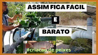 Dicas Para Criação de Peixes em Tanque de Ferrocimento