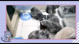 Philippine Grey Persian Cats | Cute Grey Persian cats tour