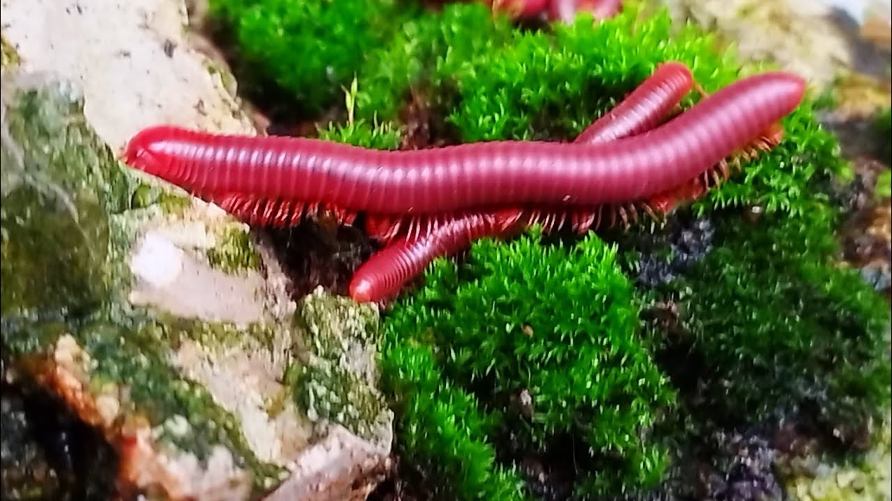 From Forest to Pet: The Fascinating World of Pet Millipedes