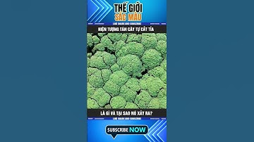 HIỆN TƯỢNG TÁN CÂY TỰ CẮT TỈA (CROWN SHYNESS) LÀ GÌ VÀ TẠI SAO NÓ XẢY RA?