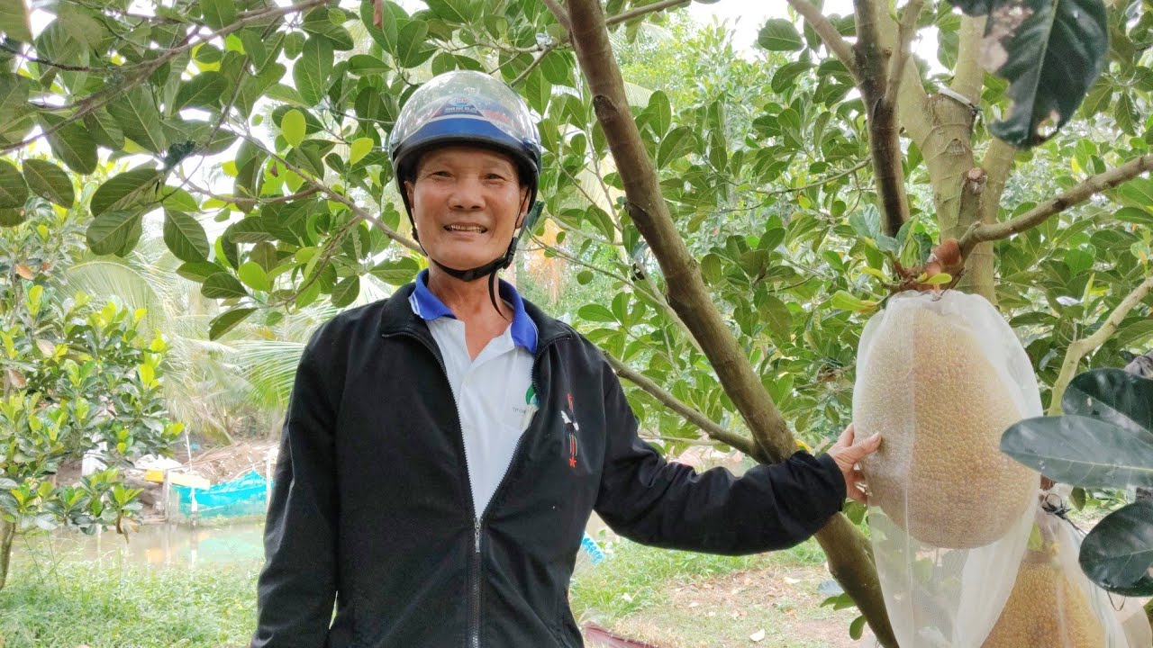 Vườn mít Indo 3 năm tuổi tại hậu Giang nhìn là mê, trái to khủng, cái kết bất ngờ.