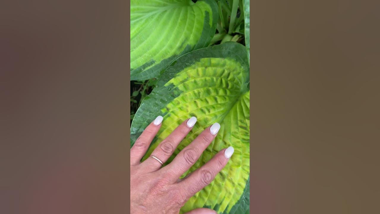Хоста Паулс Глори (hosta paul's glory) - YouTube