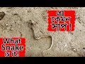 snake hunt a big frog সাপ এর ব্যাঙ শিকার করা