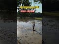 বলেন তো এই নৌকার নাম কি?