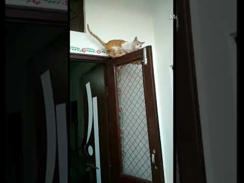 Kundi mat khadkao raja|| whatsapp funny video ||