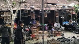 SUARA KERAMAIAN PASAR BURUNG UNTUK PANCING BURUNG LOMBA MACET BUNYI