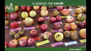 Le antiche varietà di frutta di Enzo Maioli