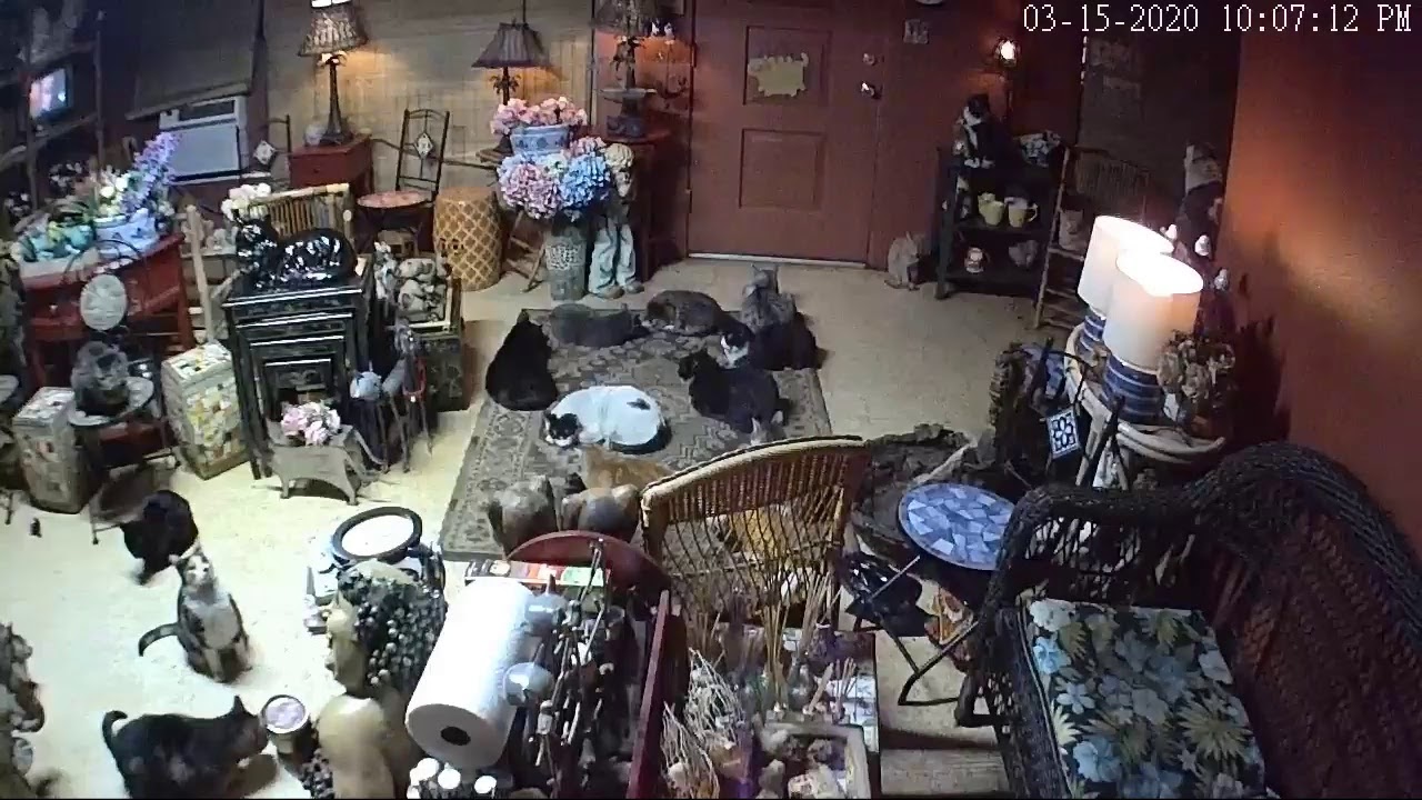 Puffy Paws TV: Help Save 200 Kitties.