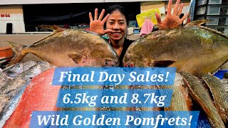 Final Day Sales Giant 8.7Kg And 6.5Kg Wild Den Pomfrets 14 Feb 2026 Sat