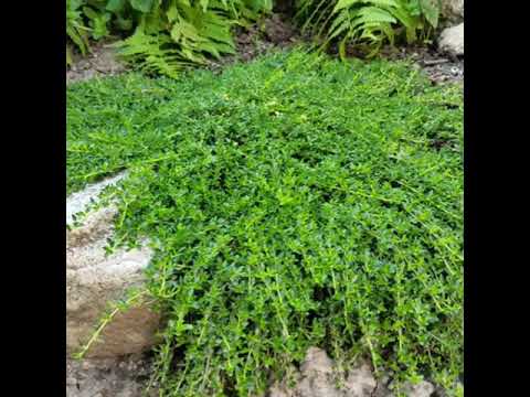 Тім'ян/Чебрець лимонопахучий / ВКС /діаметр 15см, видео 2