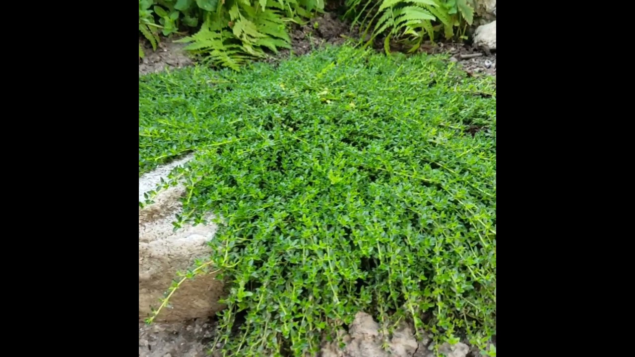 Тимьян ползучий