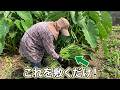 【葦よりソルゴー】草マルチで雑草対策&土の保湿をします