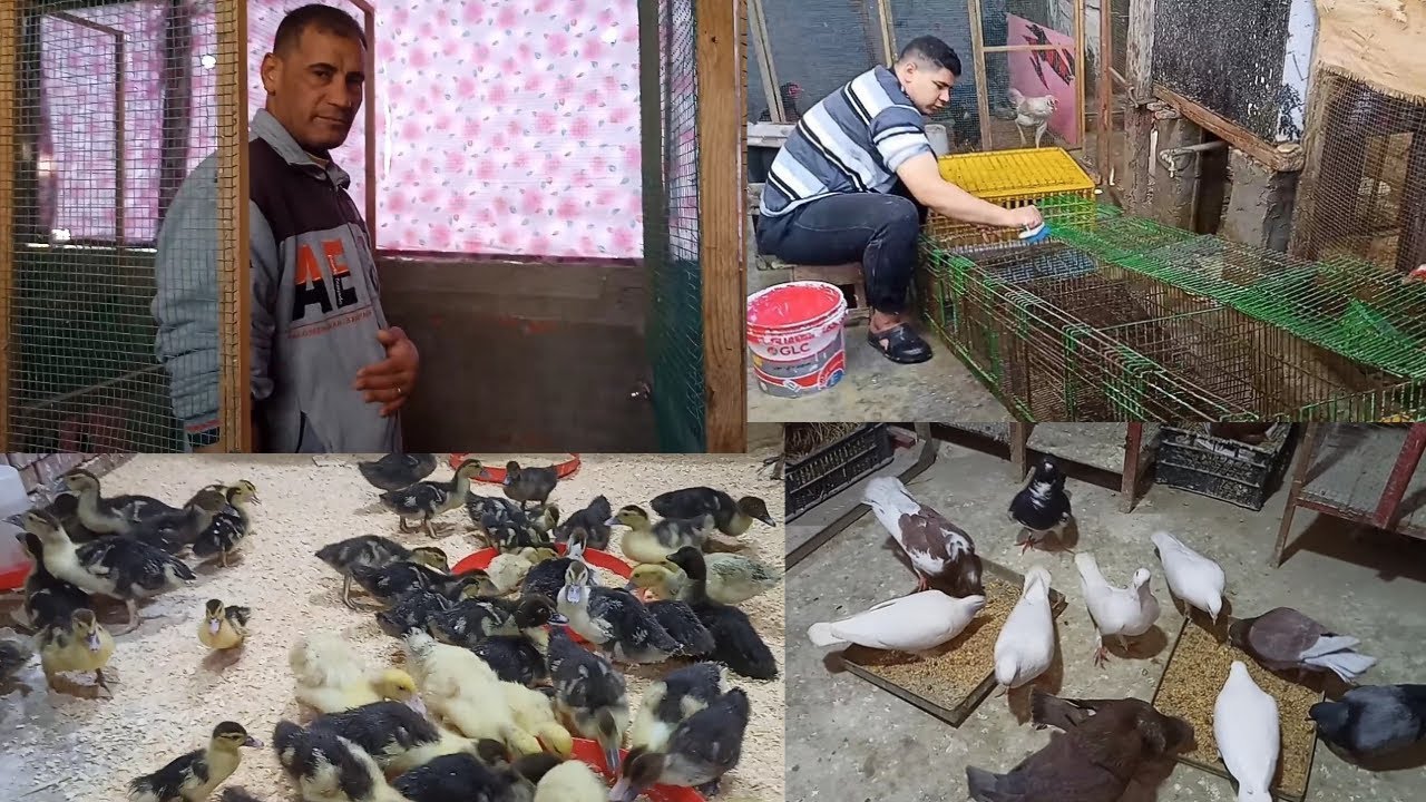 مستنيه رايكم ازاي نقسم العشش