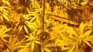 MMJ Grow Op