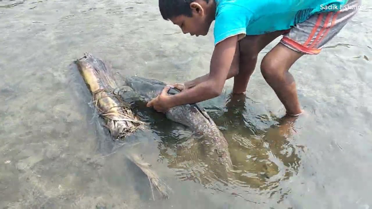 Best Fishing Video.  Traditional Carp Fish Catching In Mud Water River Fishing By Hand.