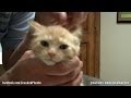 Helios the Cute Ginger Kitten visits Vet