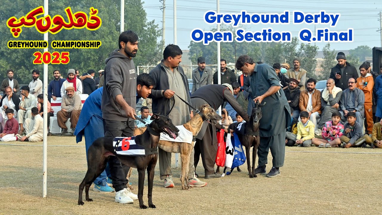 Greyhound Dog  Derby | Open Section Greyhound || Q. Final || DHILLON'S CUP 2025   