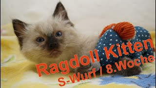 Ragdoll Kitten | unser S-Wurf in der achten Woche | Aramintapaws Ragdolls by Aramintapaws Ragdolls 172 views 10 months ago 41 seconds