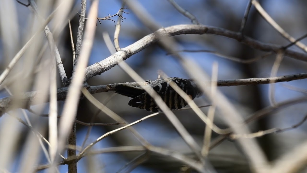 ドラミングするコゲラ Drumming Japanese Pygmy Woodpecker 